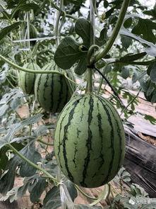 最新的网红吃瓜视频,揭秘娱乐圈最新热点事件！