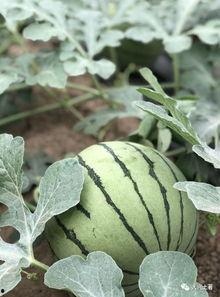 最新的网红吃瓜视频,揭秘娱乐圈最新热点事件！