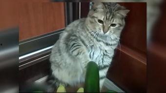 网红小猫吃瓜图片大全,萌态百出萌翻网友