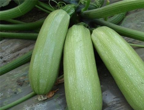 西晴和网红吃瓜,揭秘娱乐圈幕后故事