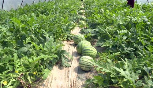 吃瓜网红事件贵州最新进展