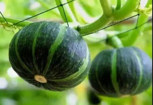 吃瓜网红事件贵州最新进展