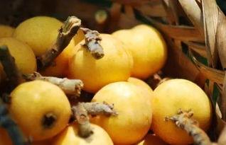 枇杷网在线吃瓜