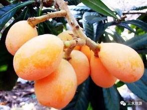 枇杷网在线吃瓜