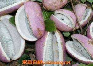 网红吃的八月瓜怎么做