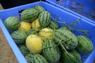 吃瓜网黄,网络红人的崛起与争议