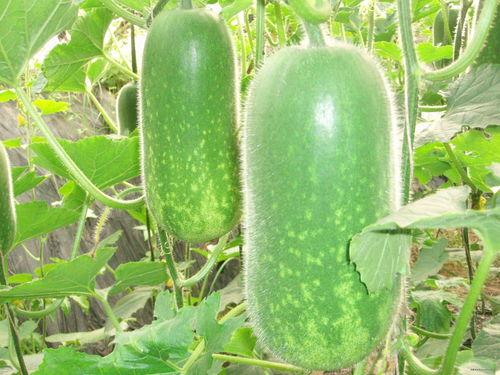 网红吃瓜姿势图片高清