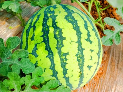 吃瓜网董赤,揭秘娱乐圈背后的真相与内幕