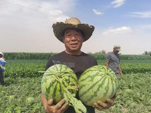 吃瓜网董赤,揭秘娱乐圈背后的真相与内幕