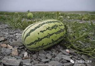 吃网红瓜1元,揭秘网络热点背后的故事