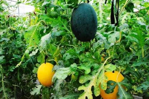 网黄聚集地吃瓜,网黄聚集地的幕后故事