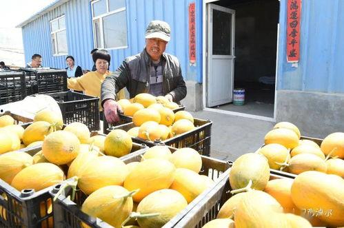 网黄聚集地吃瓜,网黄聚集地的幕后故事