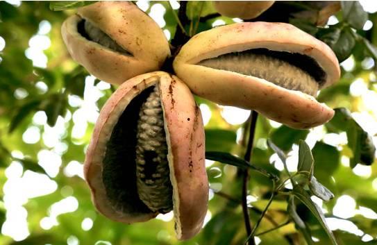 吃八月瓜的网红男生,揭秘吃瓜新潮流背后的故事