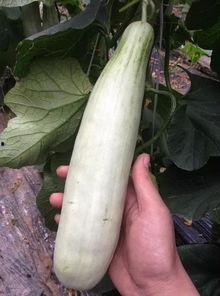 网红吃的软瓜有哪些