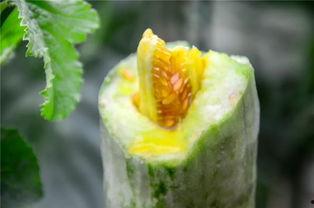 各类网红爆料吃瓜,娱乐圈吃瓜大揭秘，明星幕后故事全曝光！