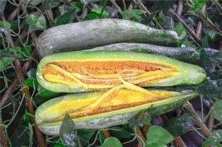 各类网红爆料吃瓜,娱乐圈吃瓜大揭秘，明星幕后故事全曝光！