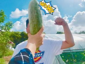 网红吃瓜mv,揭秘娱乐圈幕后真相