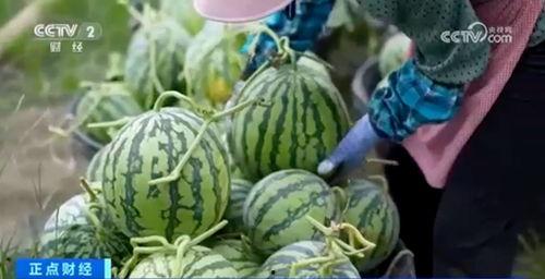 网红吃瓜骗局视频大全集,视频大全集深度剖析